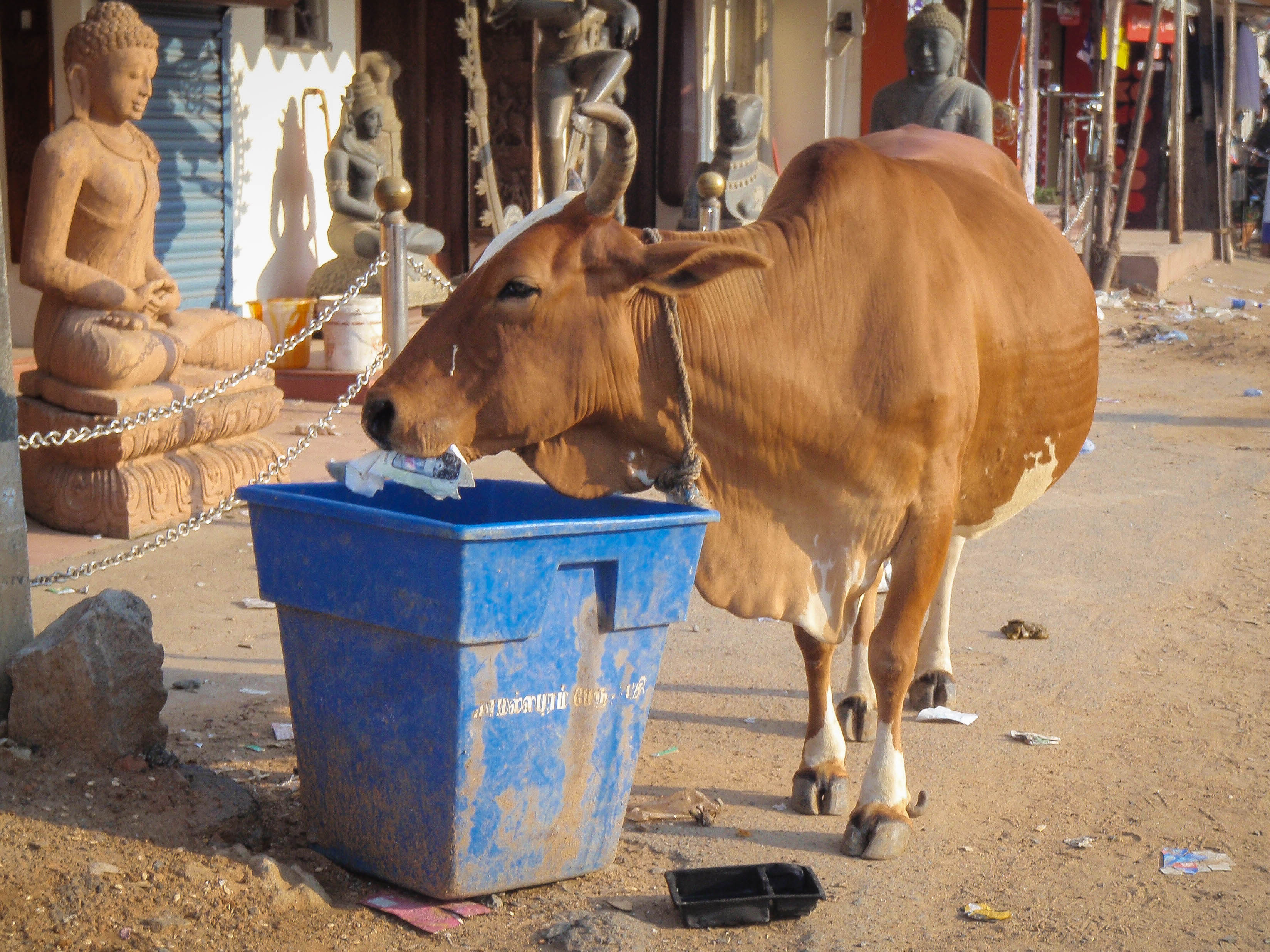 En hungrig ko hittar lite sopor att mumsa på, Indien Tamil Nadu           